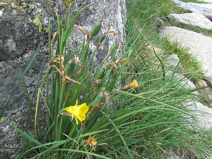 Narcissus bulbocodium