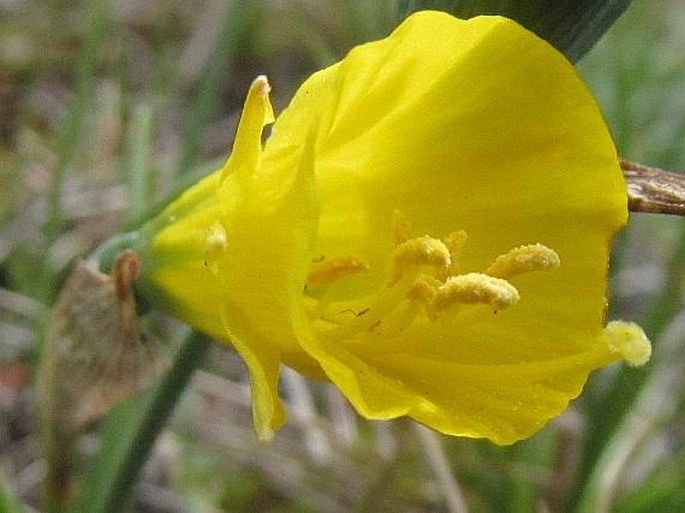 Narcissus bulbocodium