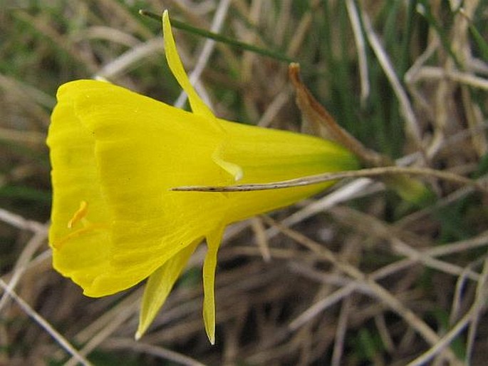 Narcissus bulbocodium