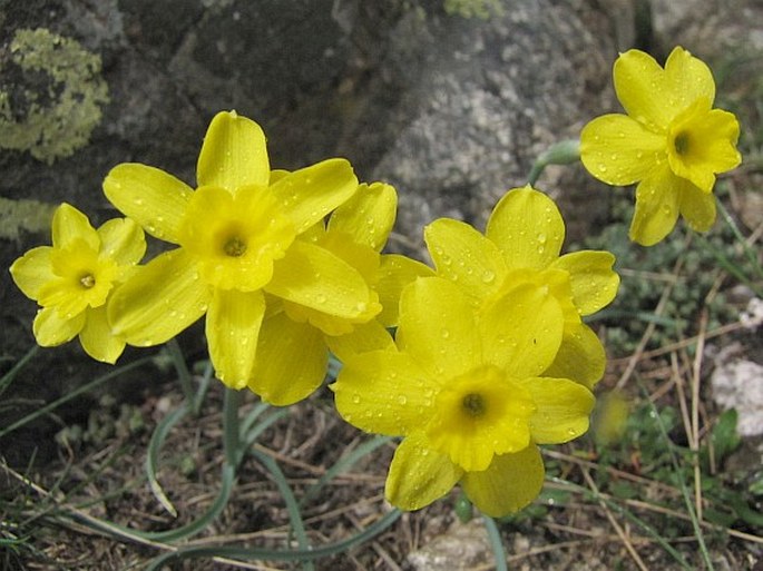 NARCISSUS RUPICOLA Dufour – narcis