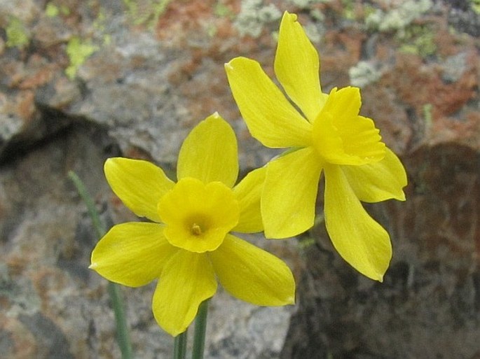 Narcissus rupicola