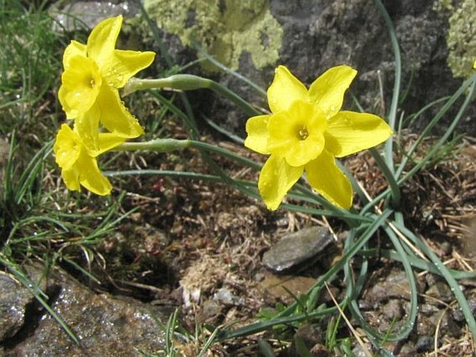 Narcissus rupicola