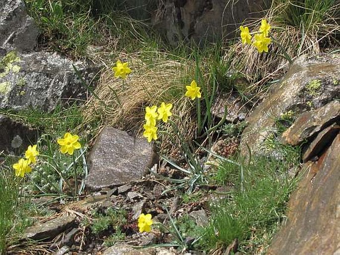 Narcissus rupicola