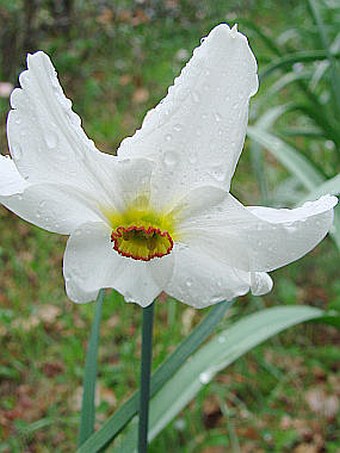 Narcissus poëticus