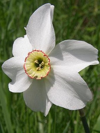 Narcissus poëticus