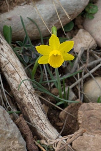 Narcissus assoanus