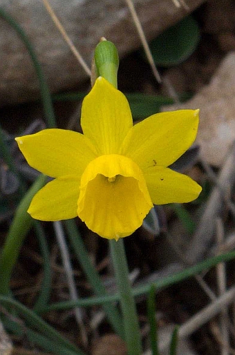 Narcissus assoanus