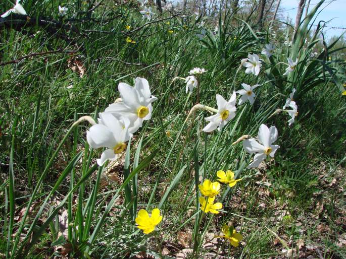 Narcissus poëticus