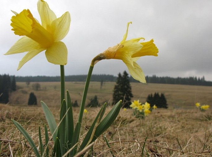 NARCISSUS PSEUDONARCISSUS L. – narcis žlutý / narcis žltý