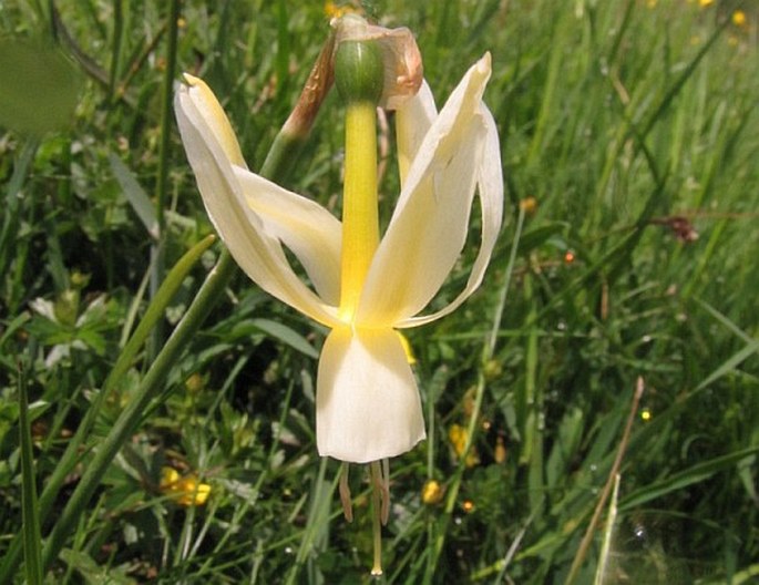 NARCISSUS TRIANDRUS L. – narcis