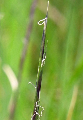 Nardus stricta