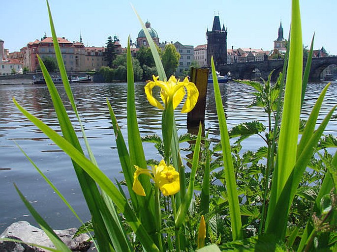 Iris pseudacorus