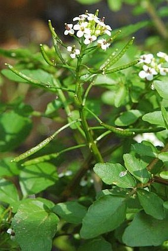 Nasturtium officinale