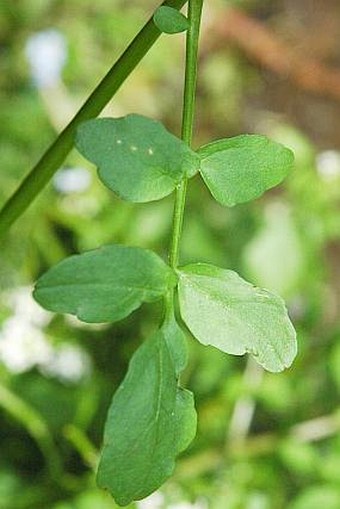 Nasturtium officinale