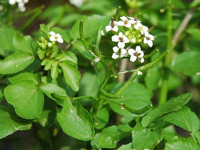 NASTURTIUM OFFICINALE R. Br. - potočnice lékařská / potočnica lekárska