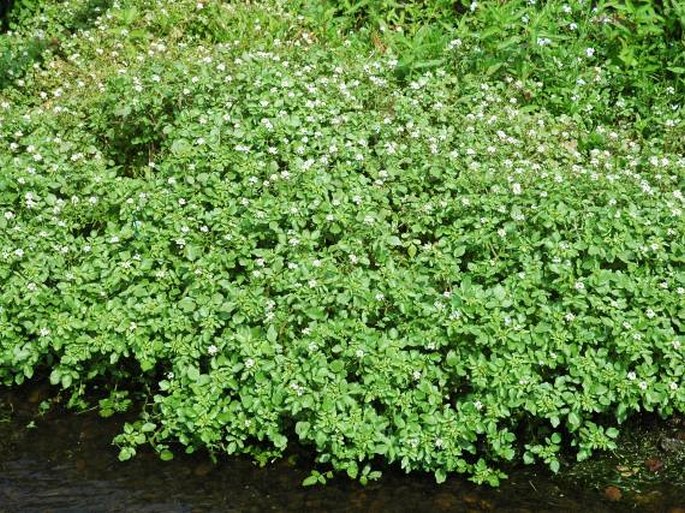 Nasturtium officinale