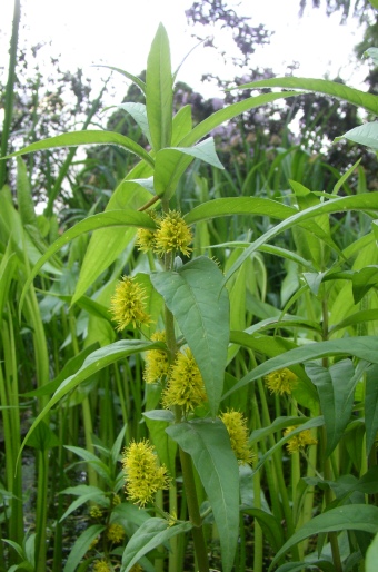 Lysimachia thyrsiflora