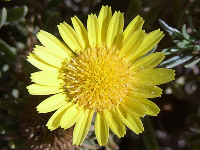 ASTERISCUS GRAVEOLENS subsp. STENOPHYLLUS (Link) Greuter