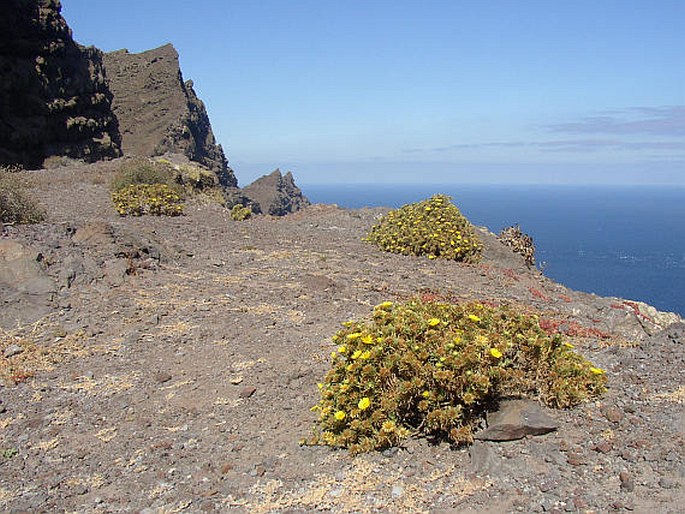 Asteriscus graveolens subsp. stenophyllus