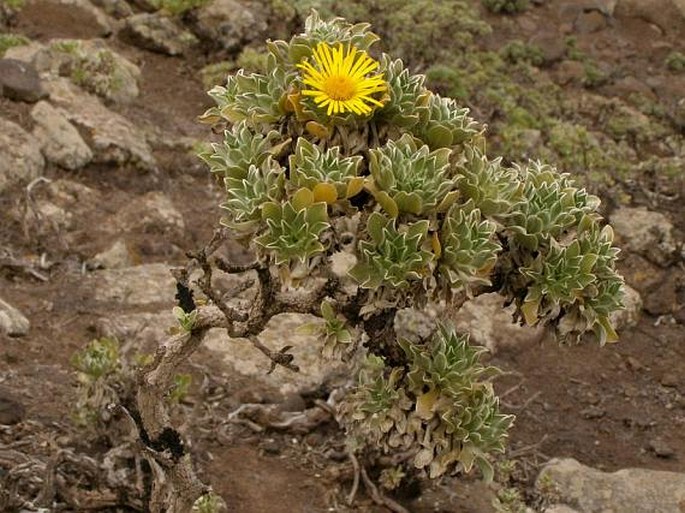 Asteriscus sericeus