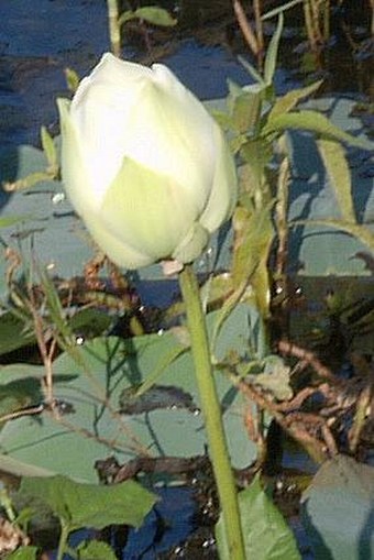 Nelumbo nucifera