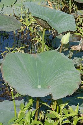 Nelumbo nucifera