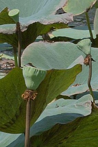 Nelumbo nucifera