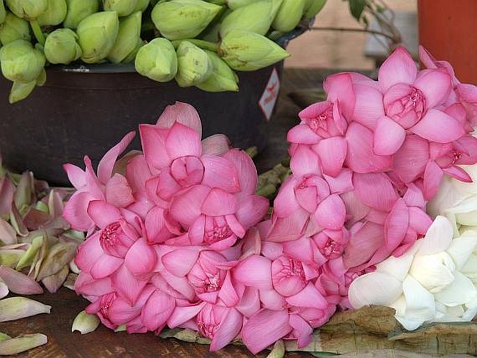 Nelumbo nucifera