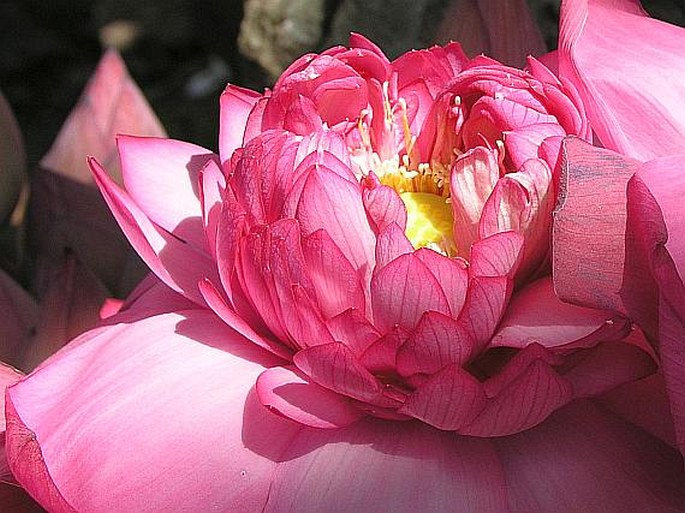 Nelumbo nucifera