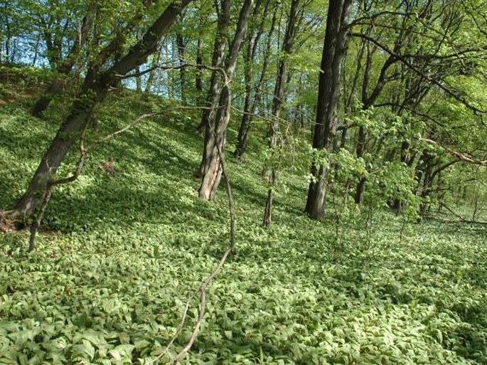 Nemošická stráň - přírodní památka