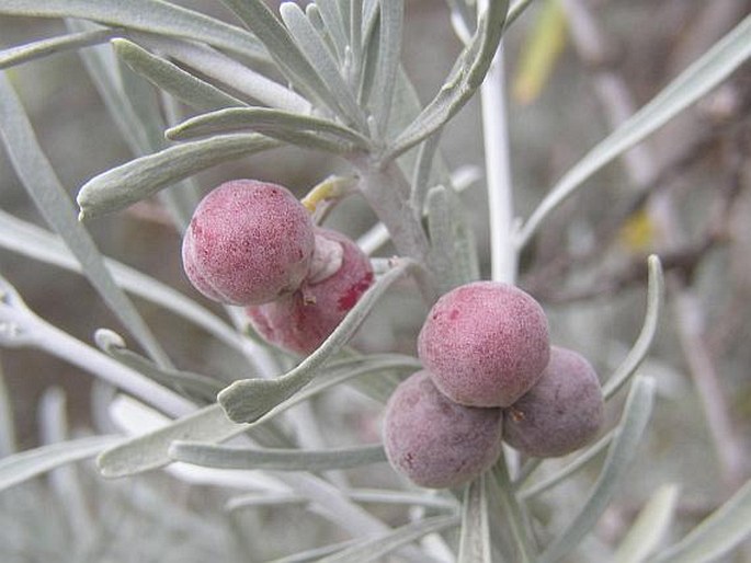 NEOCHAMAELEA PULVERULENTA (Vent.) Erdtman