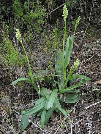 Neotinea maculata