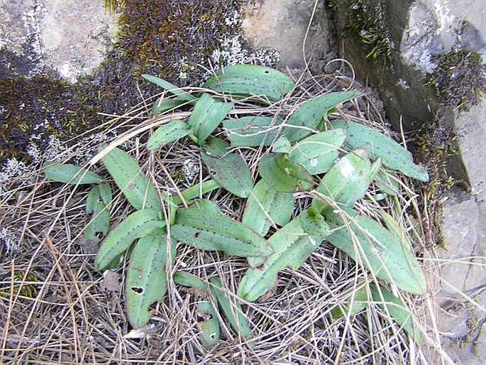 Neotinea maculata