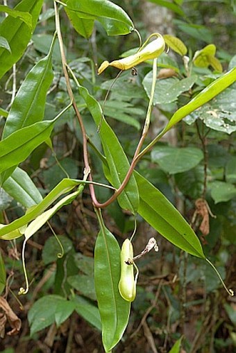 Nepenthes distillatoria