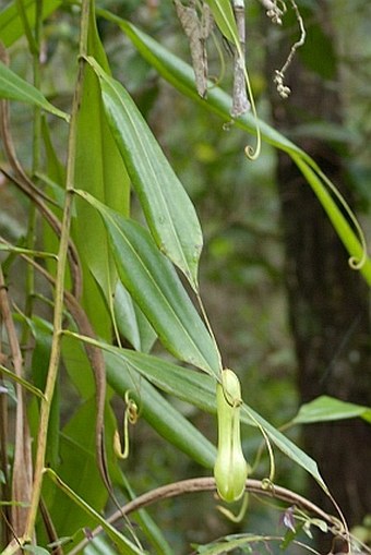 Nepenthes distillatoria