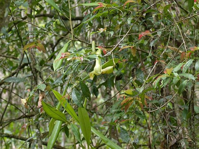 Nepenthes distillatoria