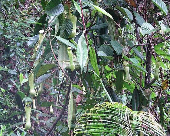 Nepenthes distillatoria