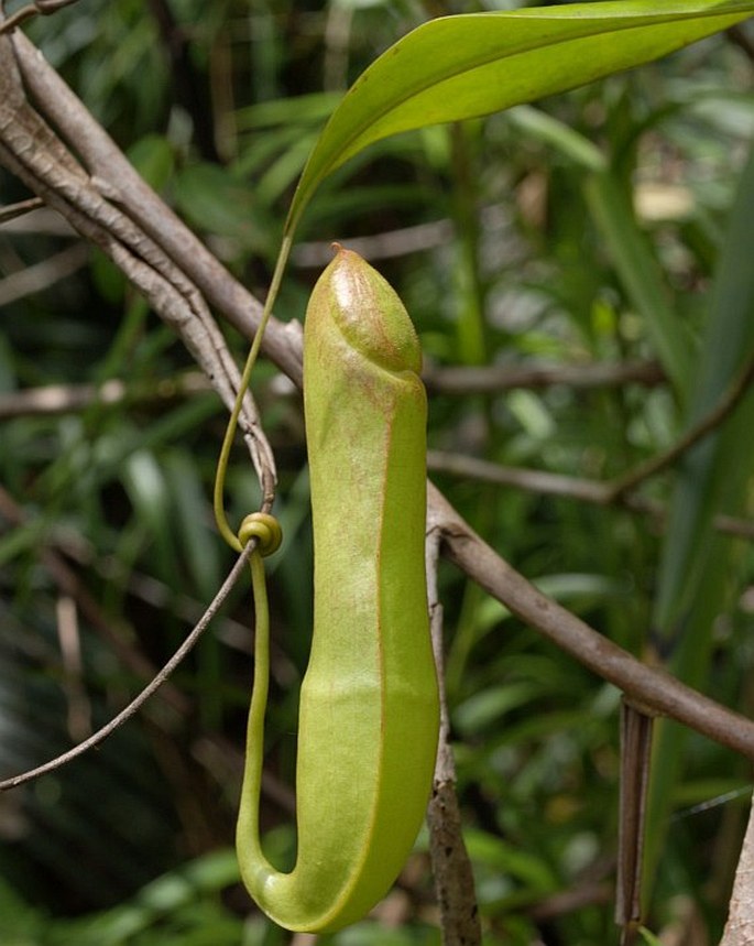 Nepenthes distillatoria