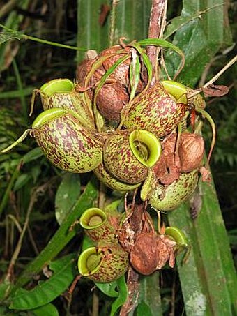 Nepenthes ampullaria