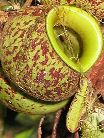 Nepenthes ampullaria