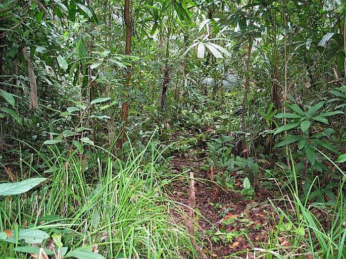 Nepenthes ampullaria