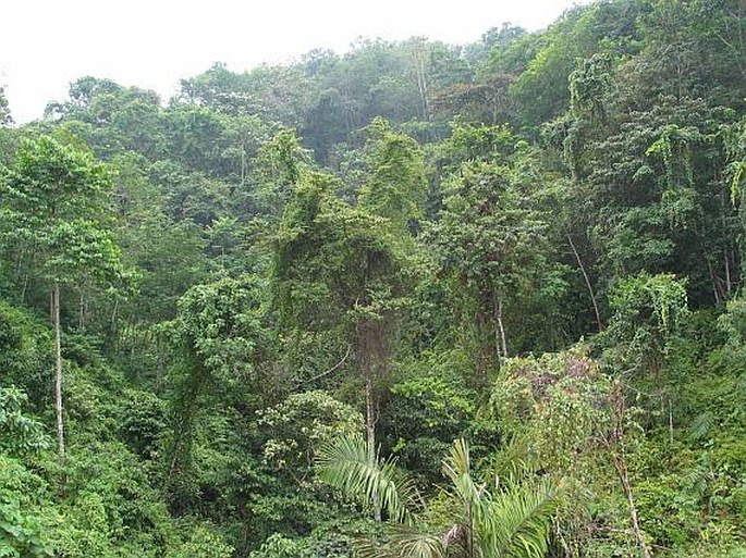 Nepenthes ampullaria