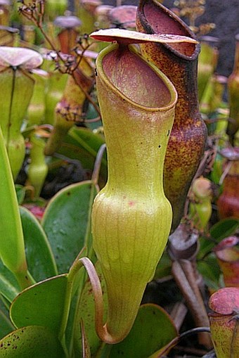 Nepenthes pervillei