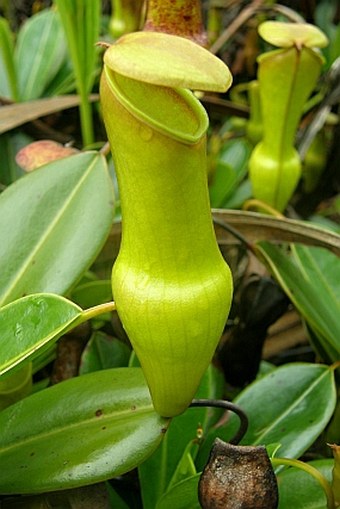 Nepenthes pervillei