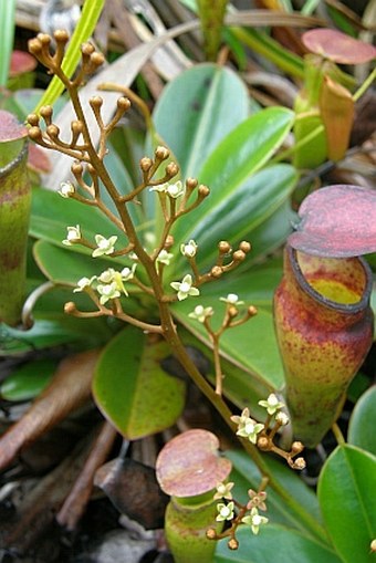 Nepenthes pervillei