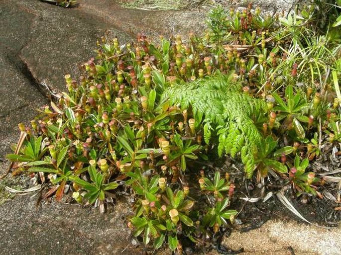 Nepenthes pervillei