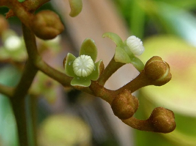 Nepenthes pervillei