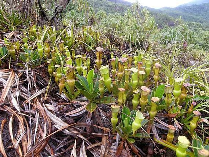 Nepenthes pervillei