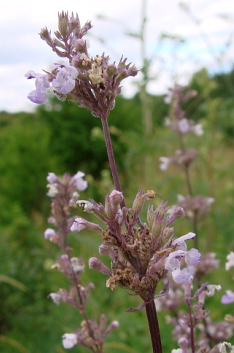 Nepeta nuda