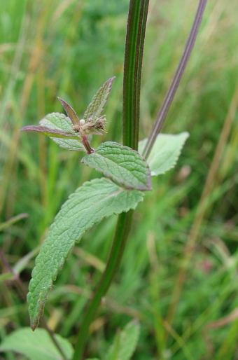 Nepeta nuda